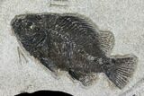 Wide Clock With Cockerellites Fish Fossil - Wyoming #114313-1